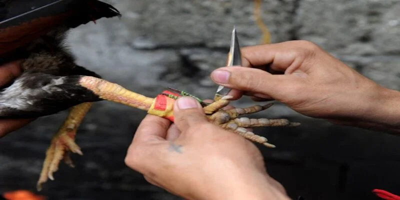 Đa dạng các hình thức tham gia