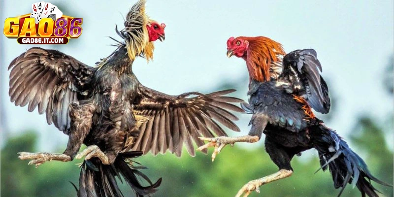 Đá gà cựa sắt siêu cuốn hút